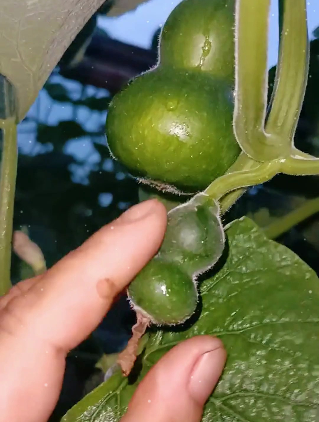 绿色的葫芦娃是绿色的种子种出来的吗?