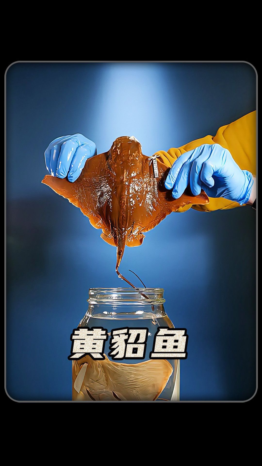 黄貂鱼的毒刺在哪里?