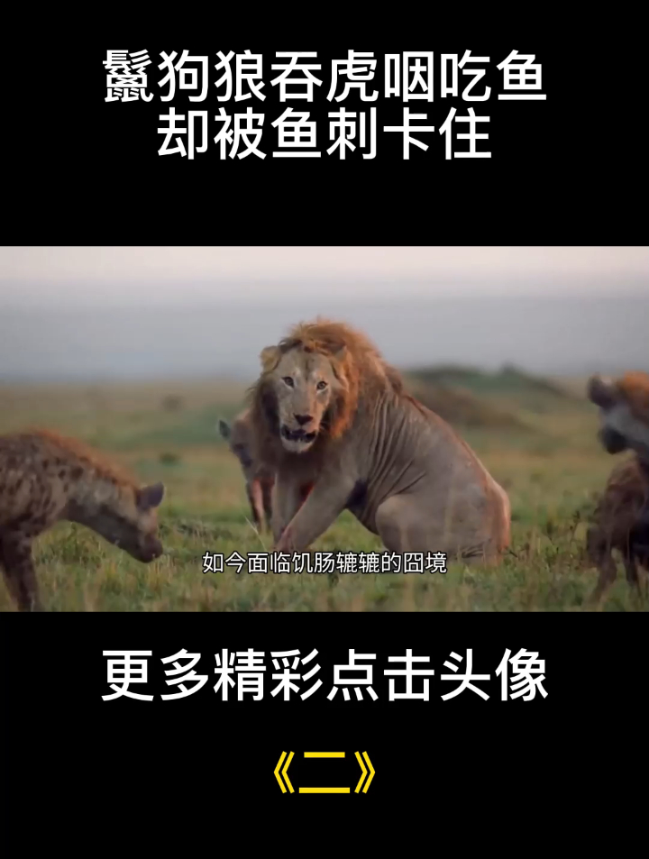 鬣狗狼吞虎咽吃鱼,却被鱼刺卡住
