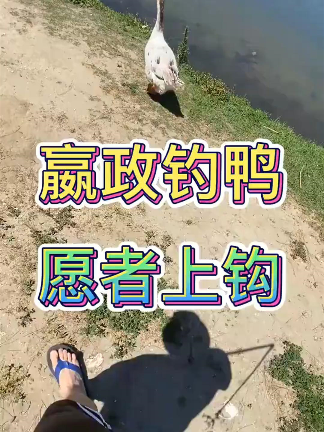 嬴政钓鸭,棒打鸳鸯