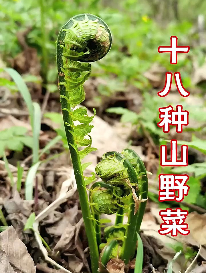 十八种山野菜,认识十种以上的都是东北人