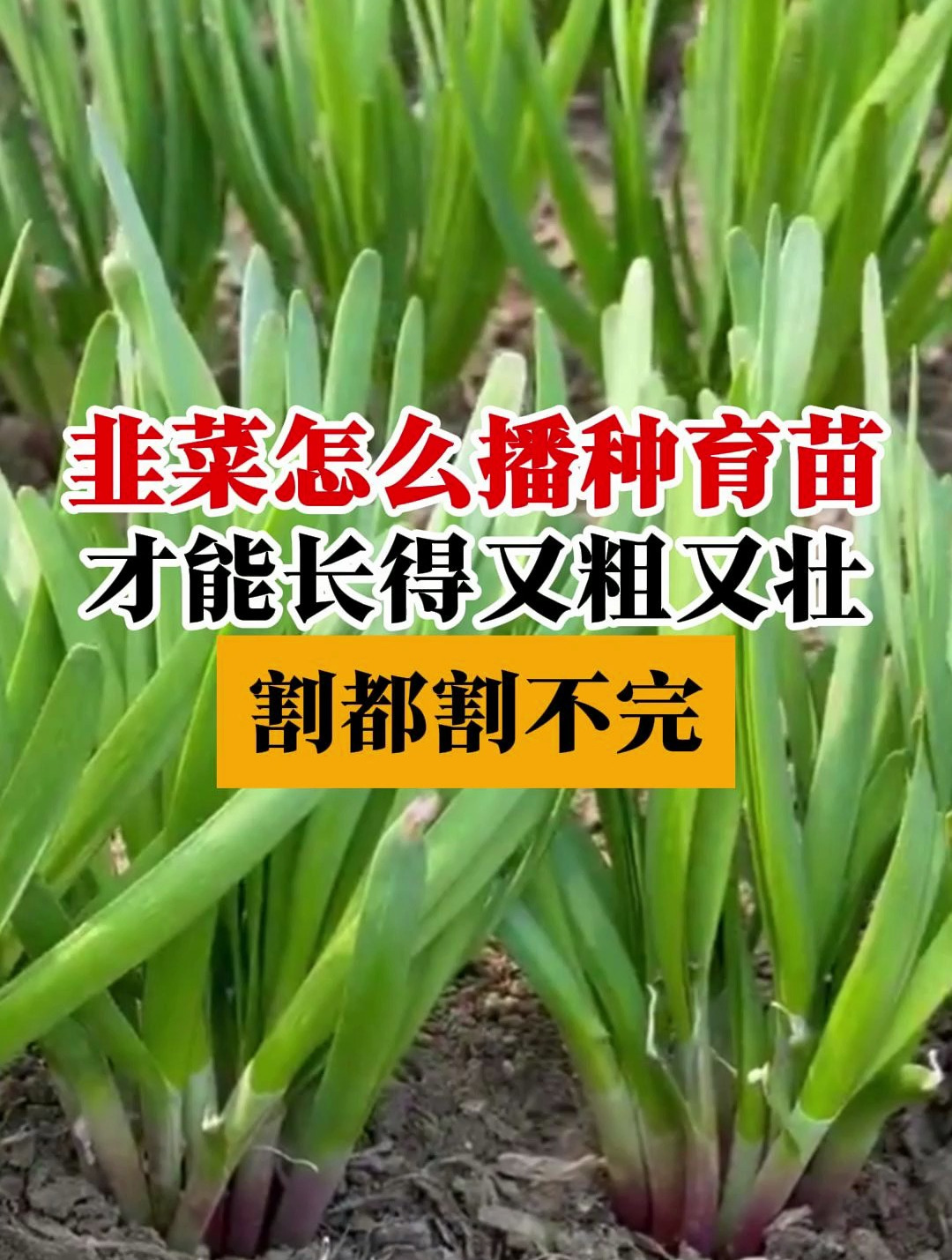 韭菜怎么播种育苗才能长的又粗又壮,割完一茬又一茬