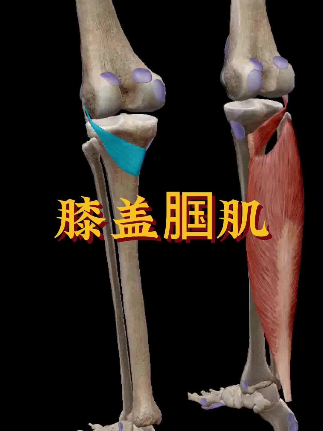 「秒懂肌肉」膝盖窝 腘肌 肌肉解剖