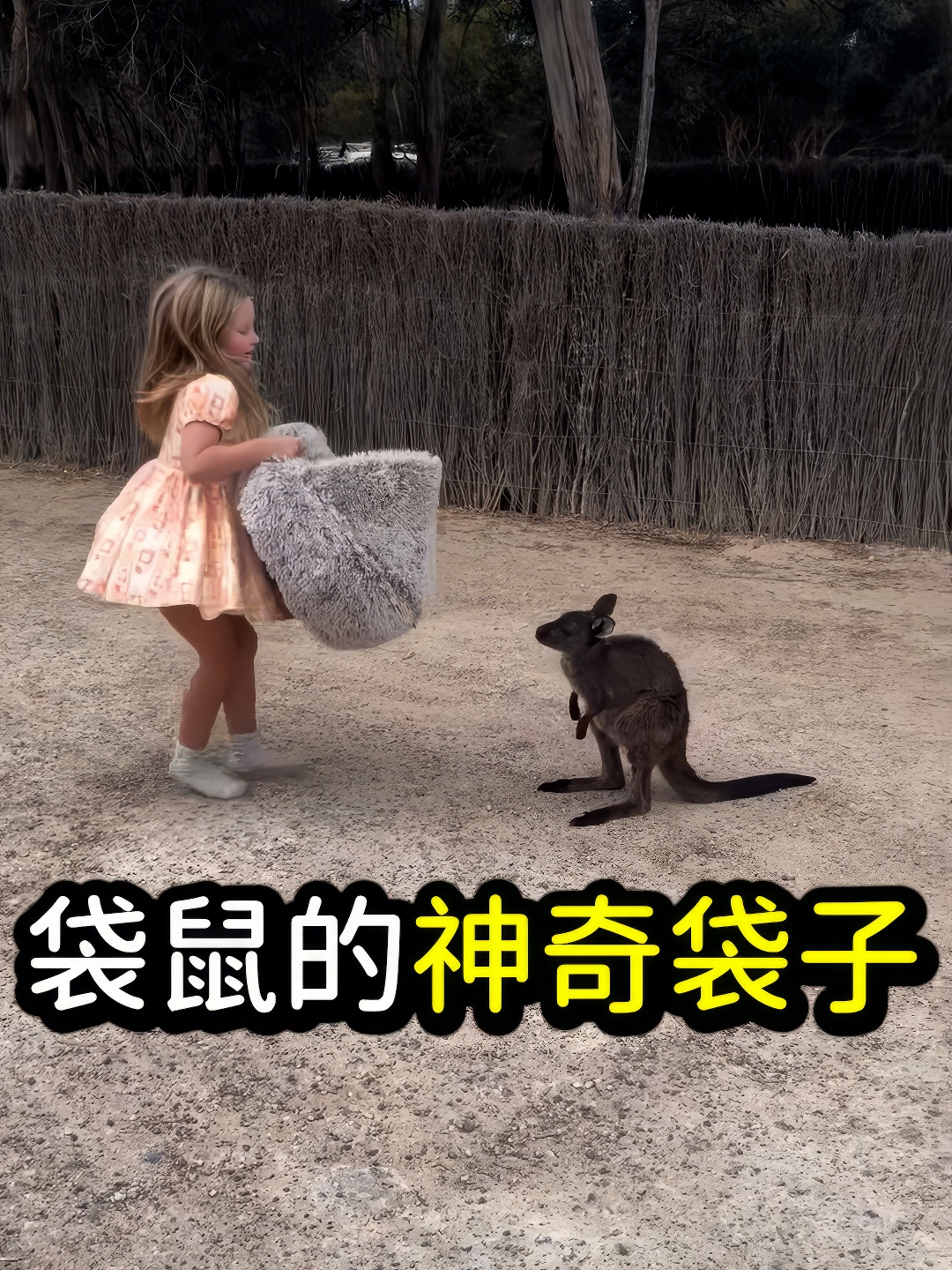 小袋鼠为什么喜欢在育儿袋里