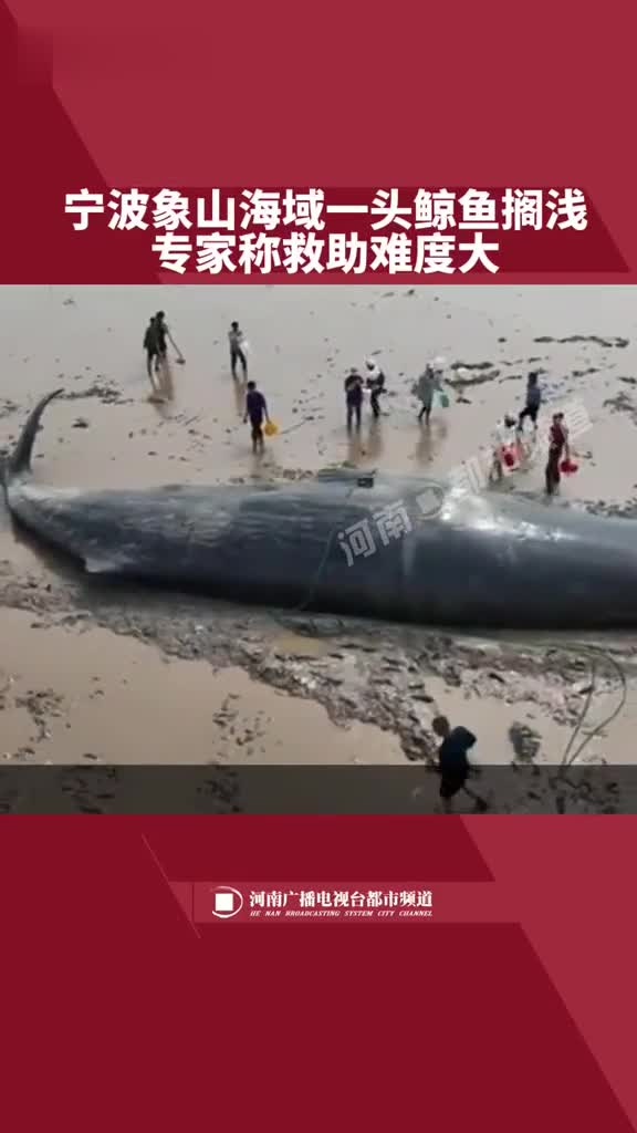 宁波象山海域一头鲸鱼搁浅,专家称救助难度大