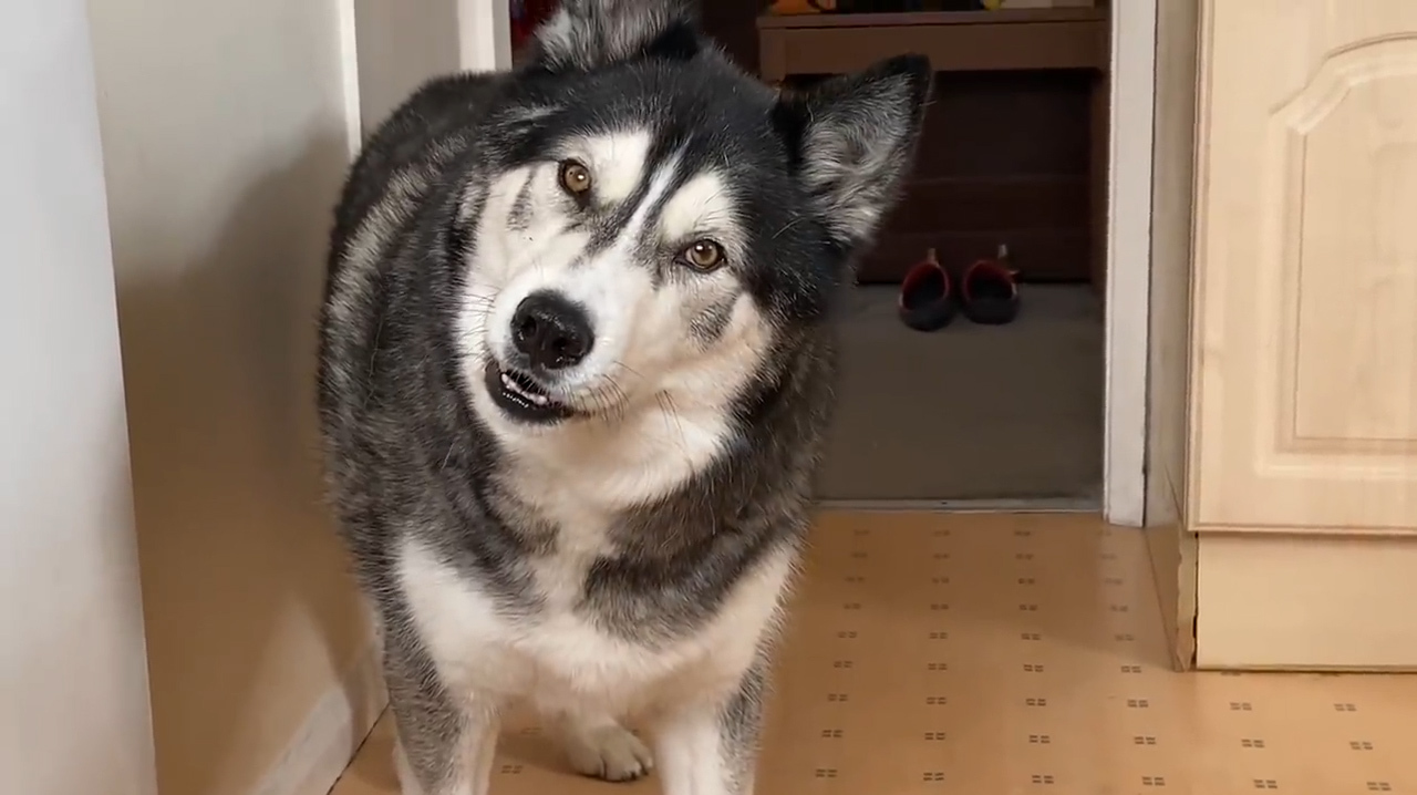 主人不给哈士奇吃零食,二哈气的扭头就走,这暴脾气