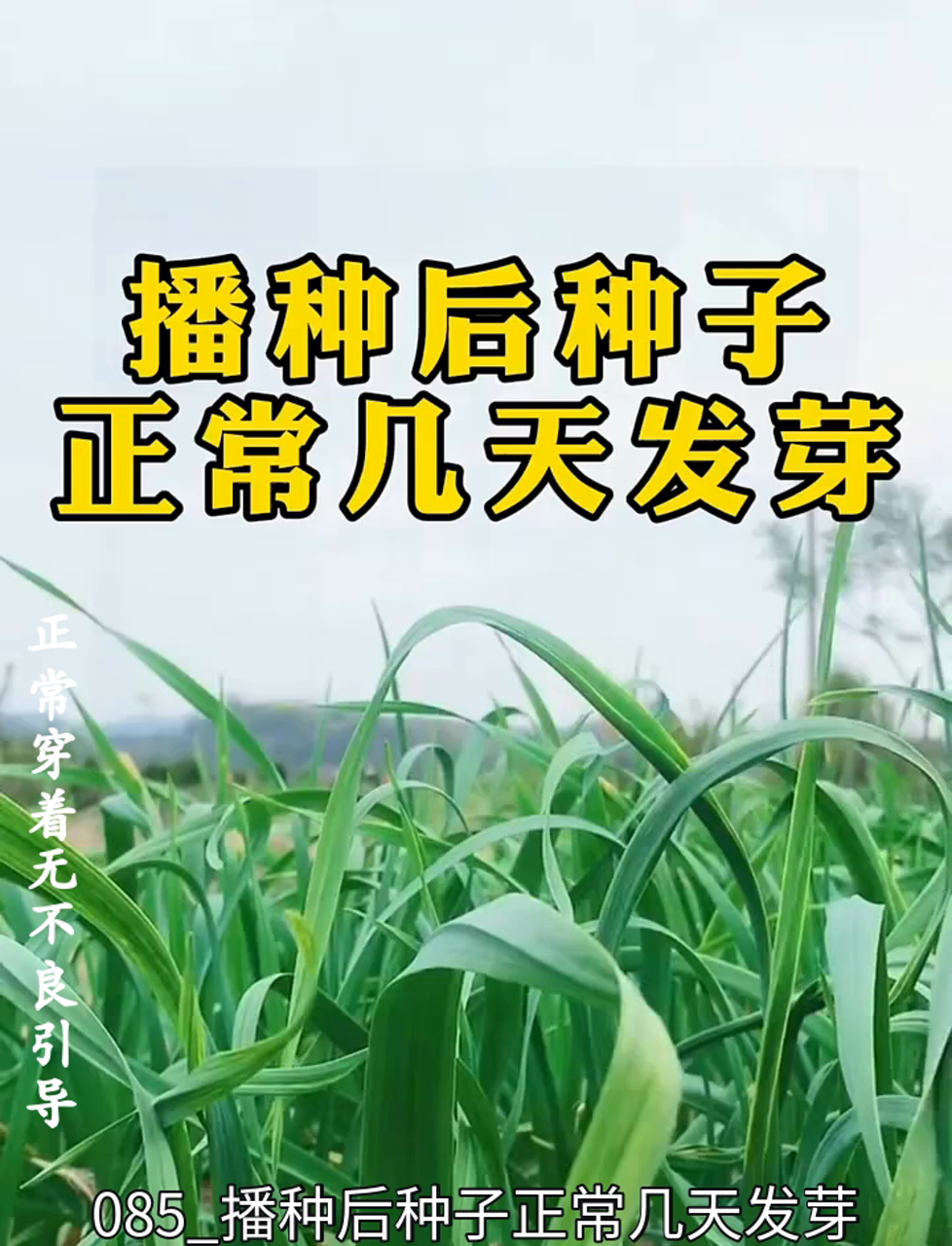 种下种子后,一般多久能长出小苗?