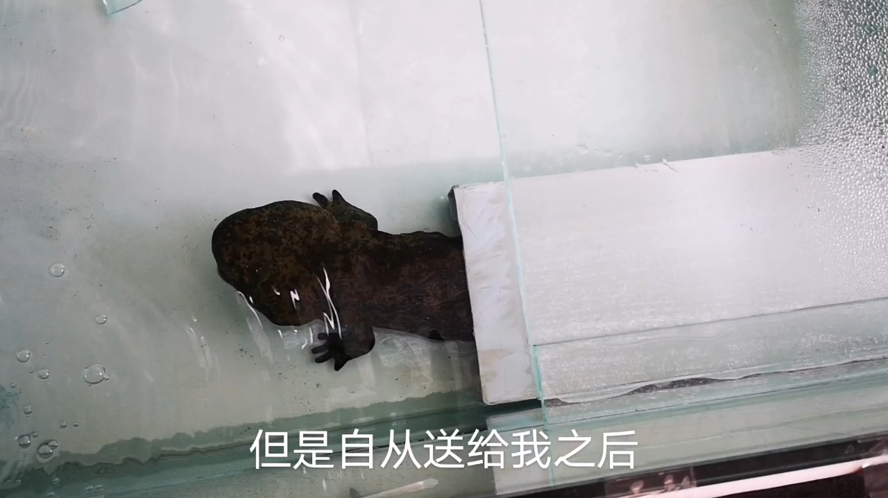 养了五六年,体长80公分的娃娃鱼哥,今天终于住进了大别墅