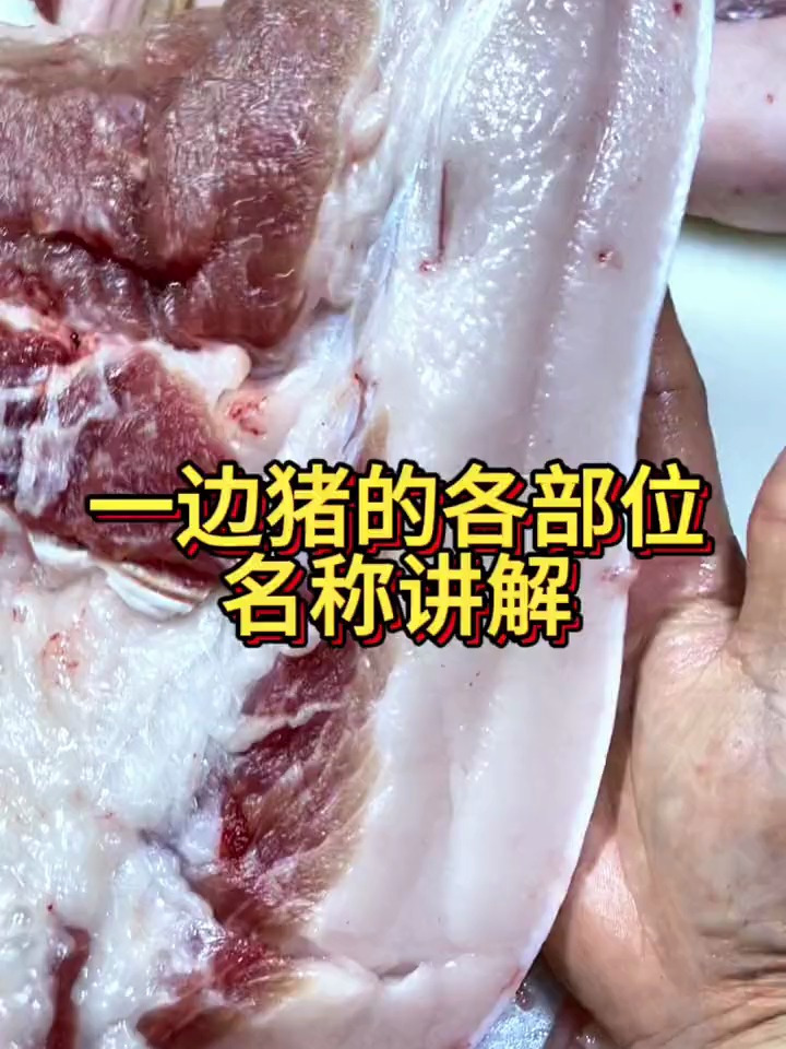 阿浩教你选猪肉 今天给大家科普猪的各部位名称详细讲解!