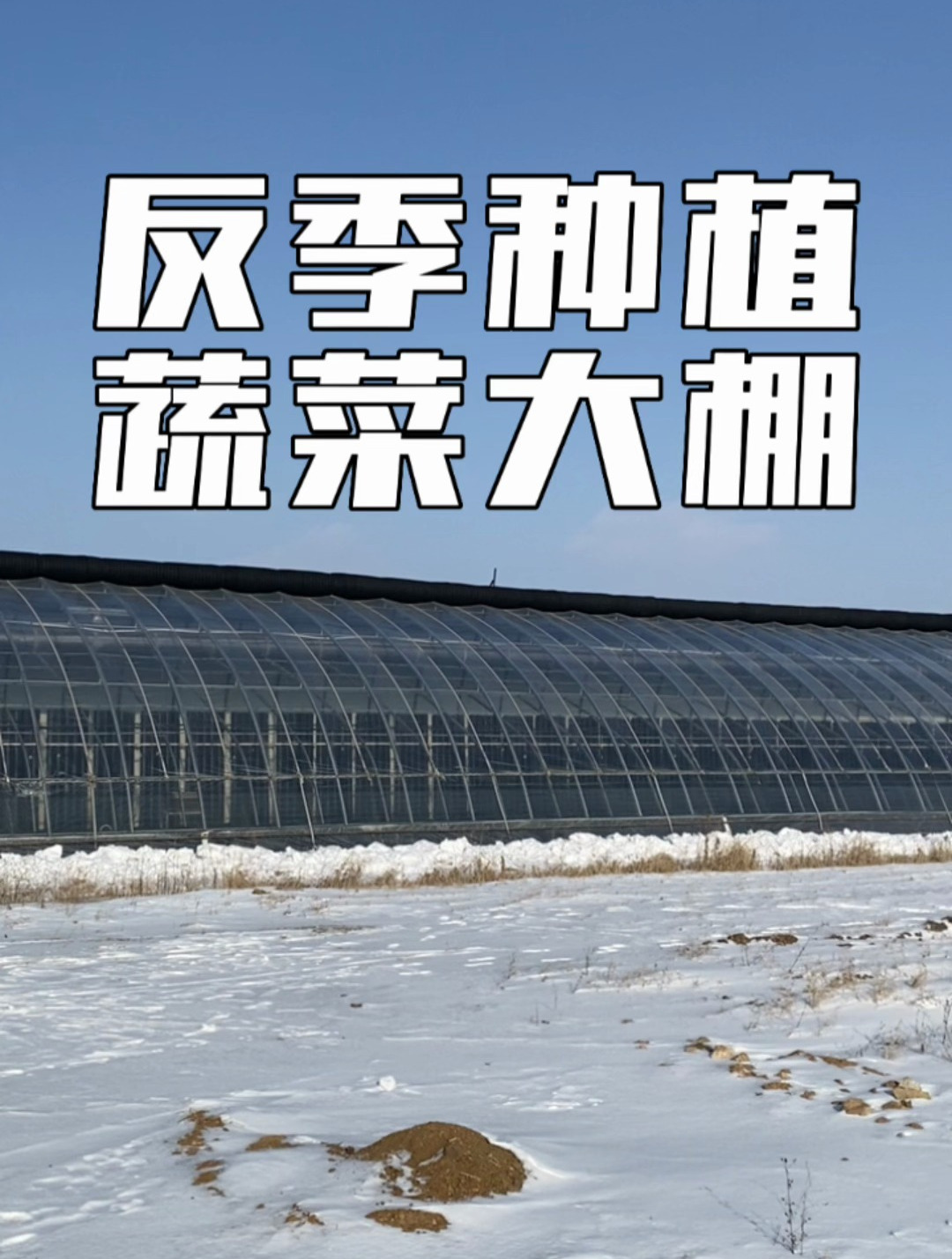 反季节种植蔬菜大棚,双层日光温室