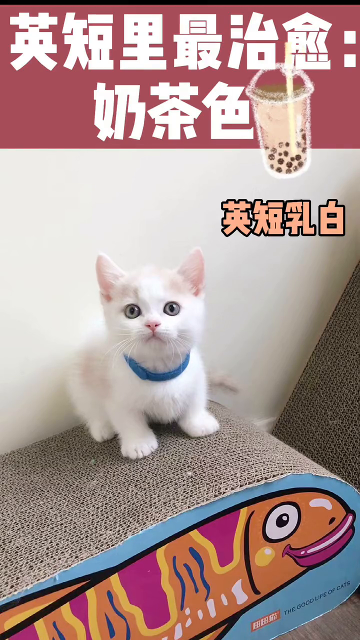 可爱的乳白短腿猫