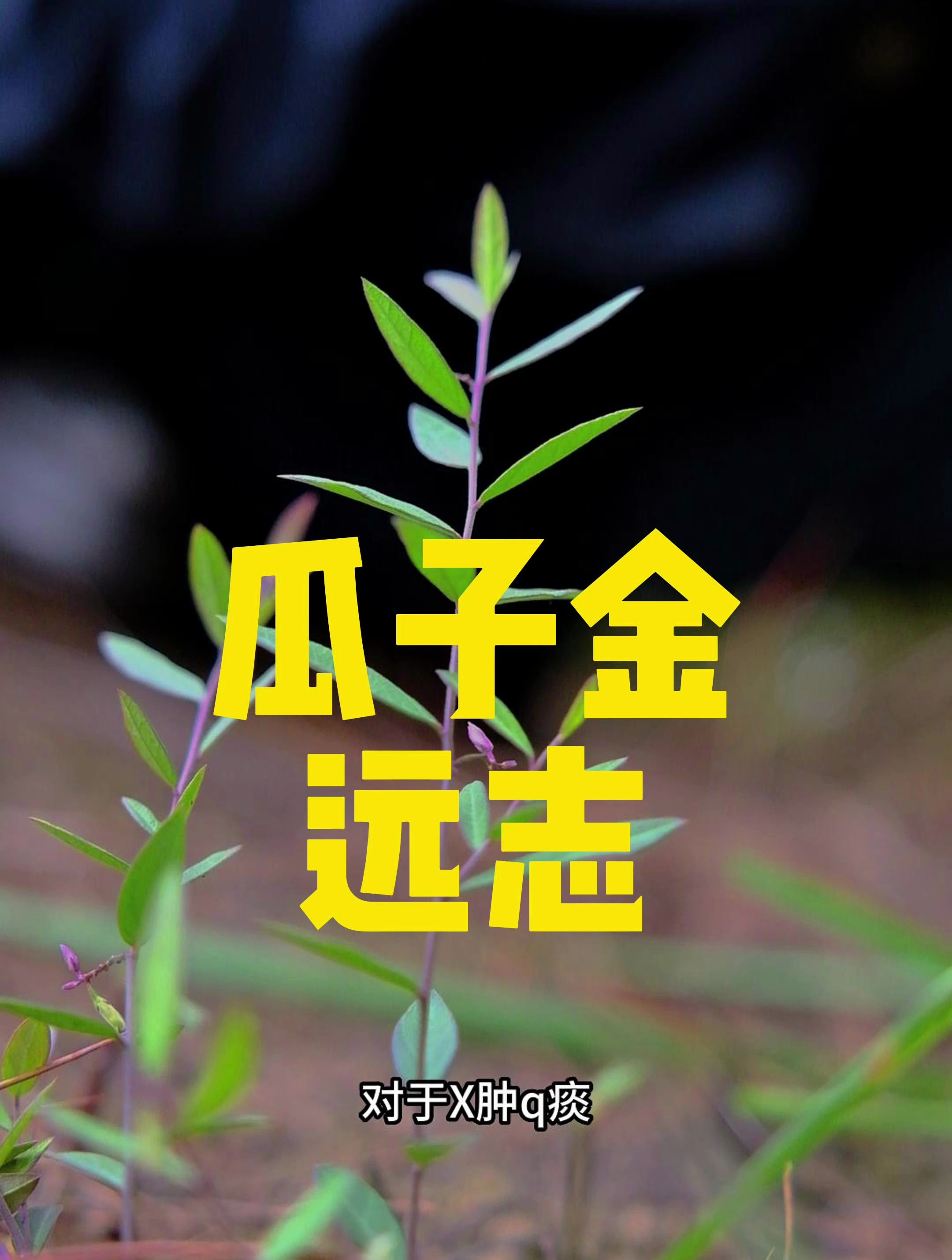 一株瓜子金,有没有认识的朋友