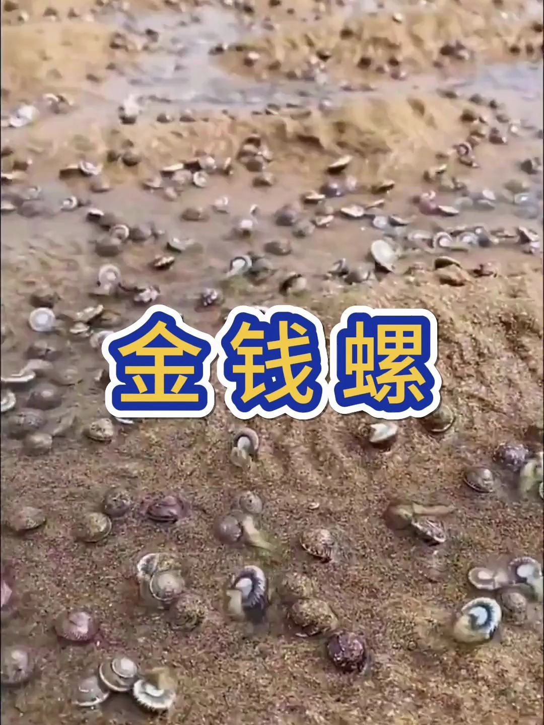 海边赶海抓海鲜,发现了一大片搁浅的金钱螺