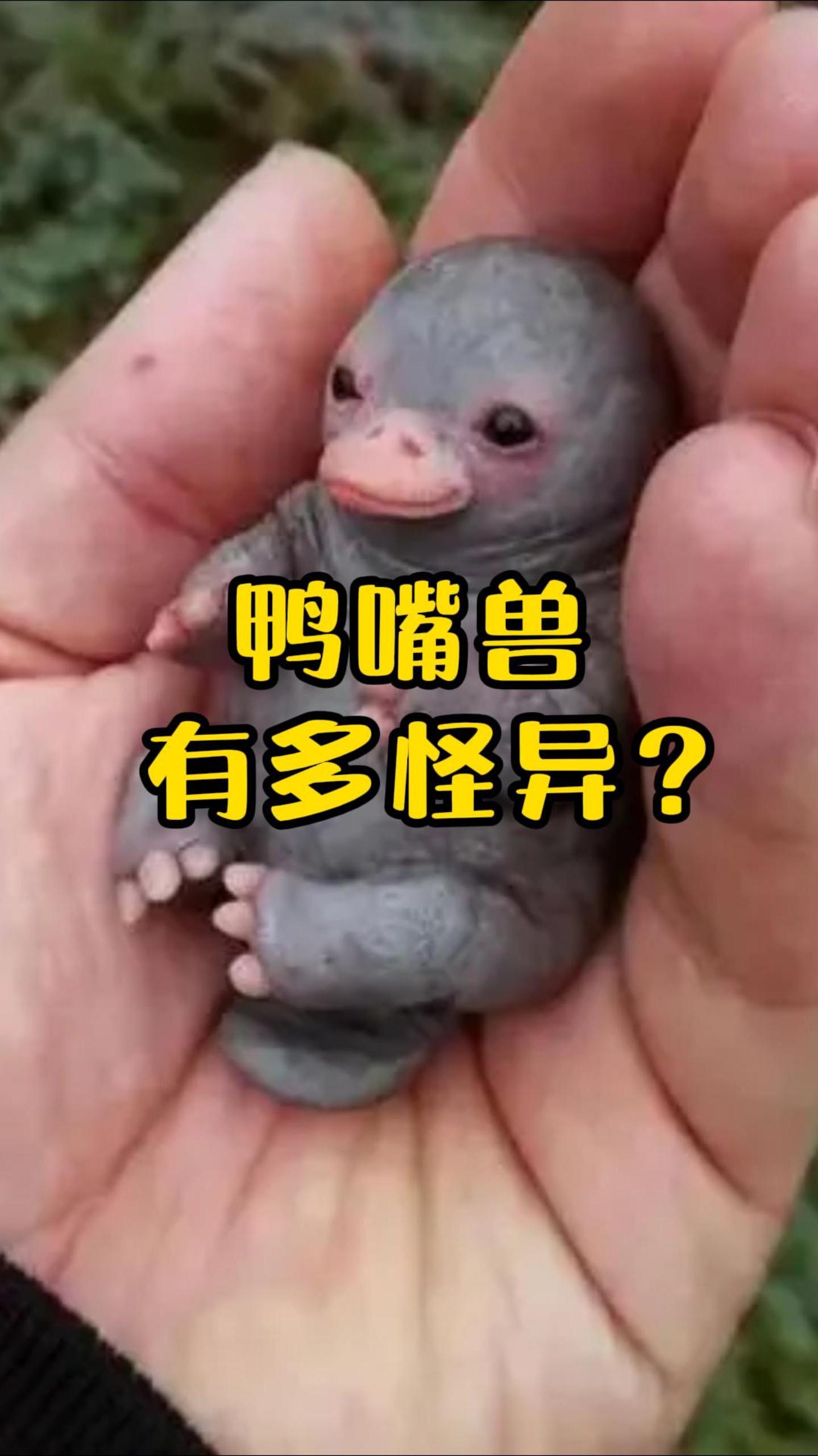 最奇葩的生物鸭嘴兽,达尔文见了都直摇头!