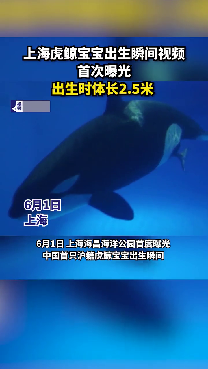 上海虎鲸宝宝出生瞬间视频首次曝光,出生时体长2.5米
