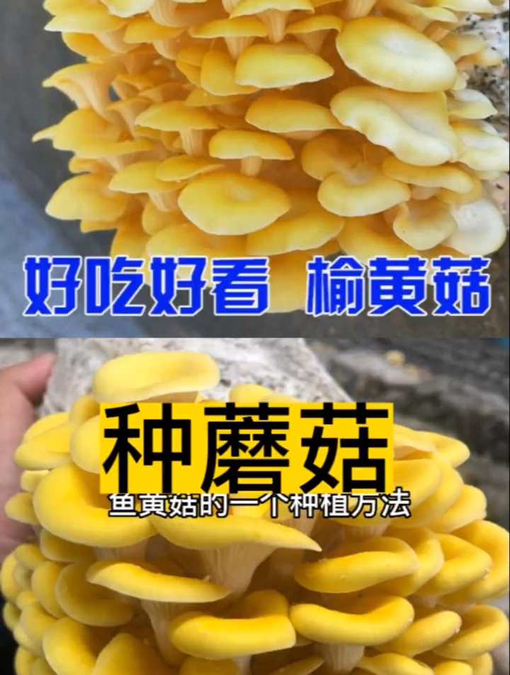 蘑菇种植太简单了,好吃又好玩,懒人必备,快来一起参与吧!