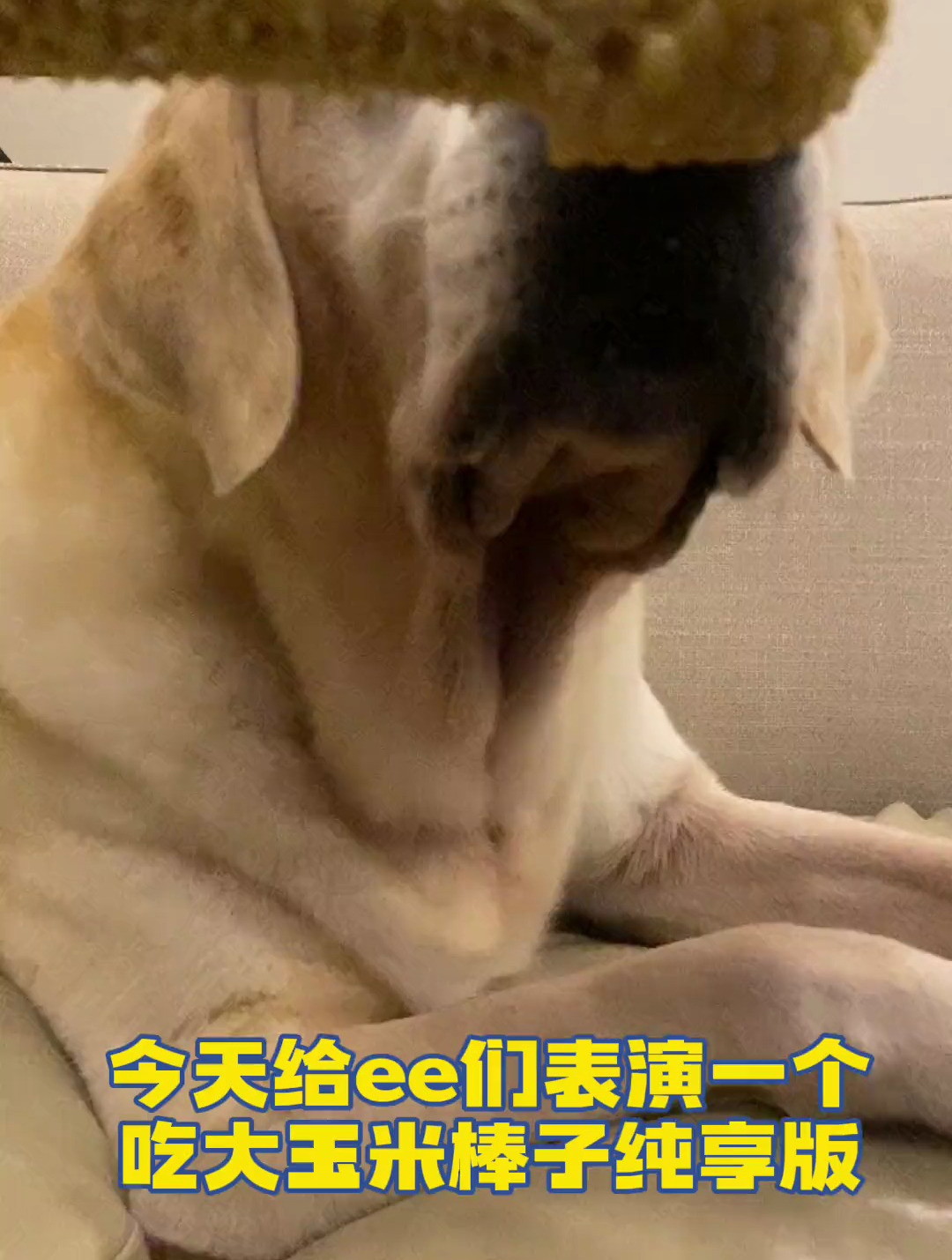 你们的小狗会啃大玉米棒子吗?!创作灵感 萌宠出道计划