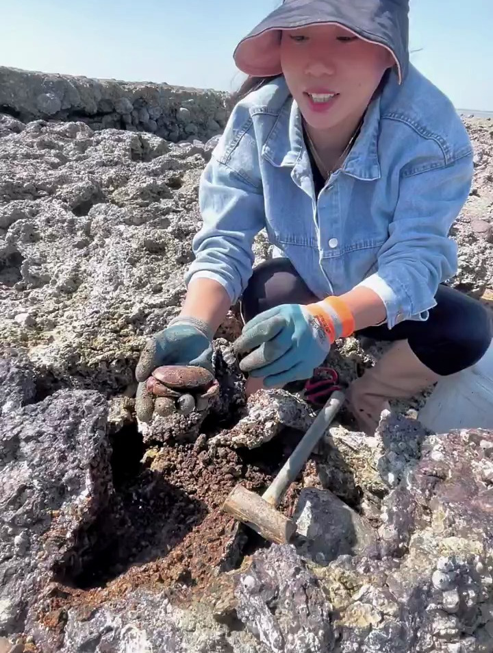 真实赶海抓面包蟹是一种什么样的体验!真的是特别治愈