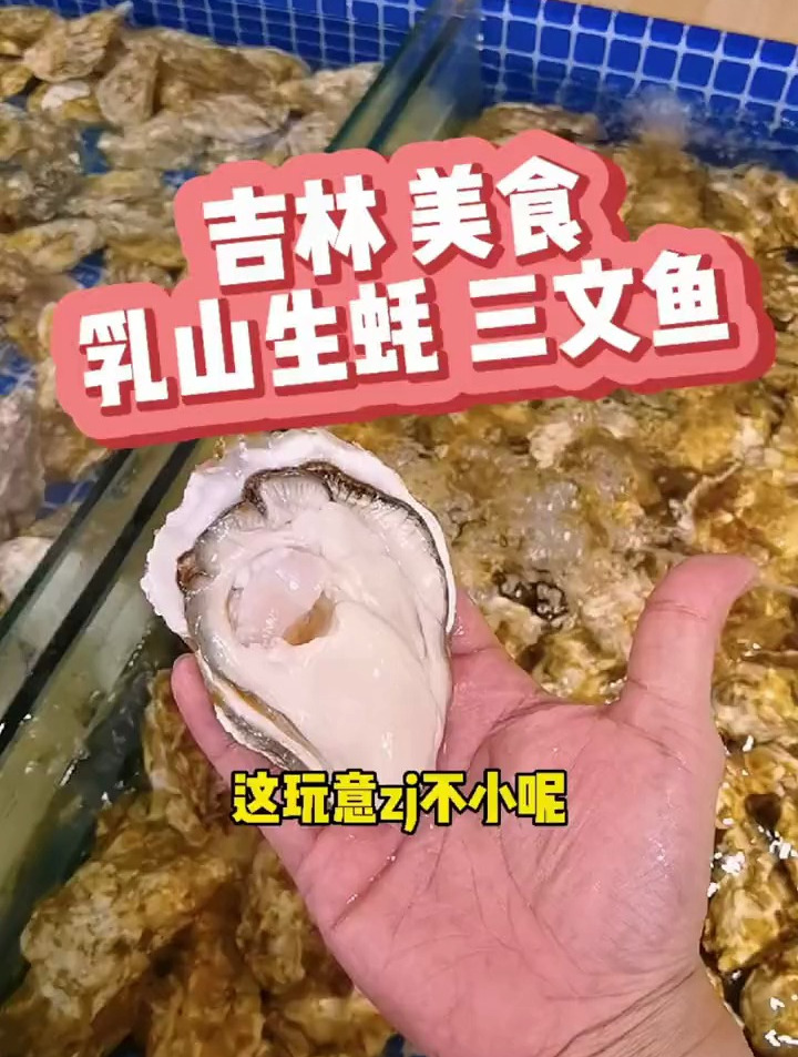 三文鱼当饭吃是什么体验?正了八经乳山生蚝