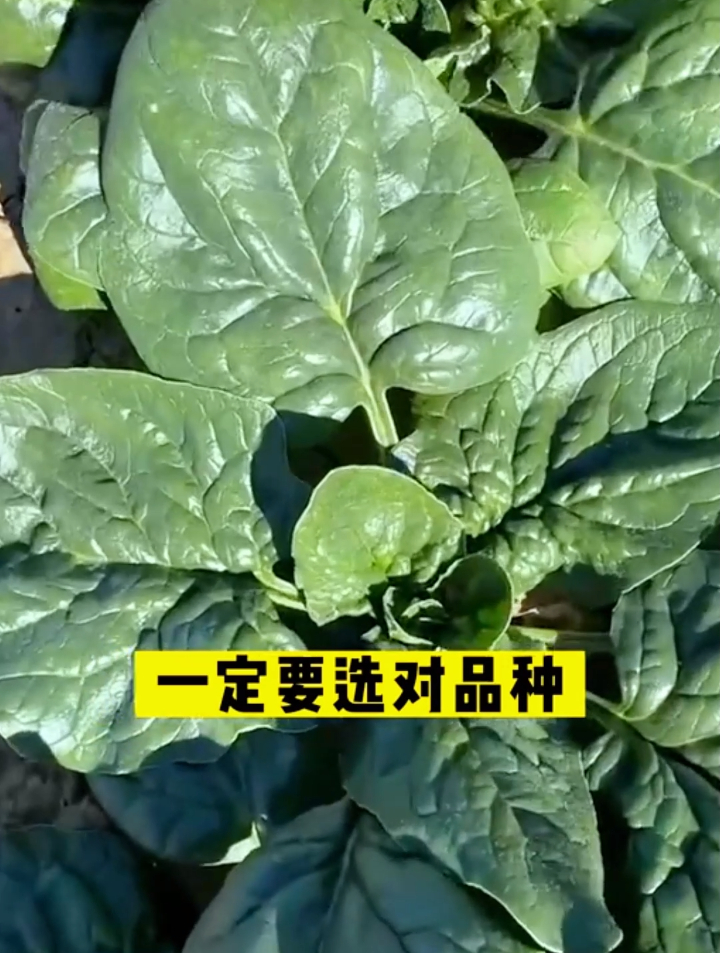 大叶菠菜和小叶菠菜哪种好?掌握这3个技巧轻松买到优质好菠菜!
