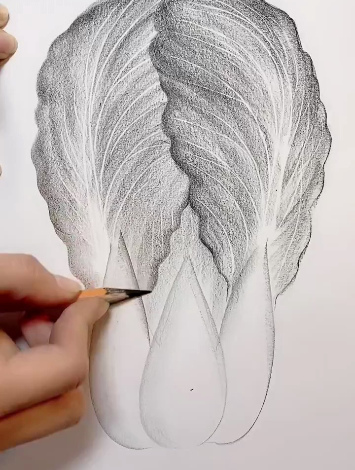 字母W开始画白菜,寓意百财!零基础学画画