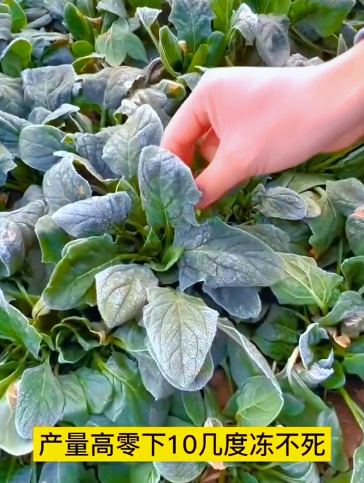 大叶菠菜和小叶菠菜哪种好?掌握3个小技巧就能买到优质好菠菜!