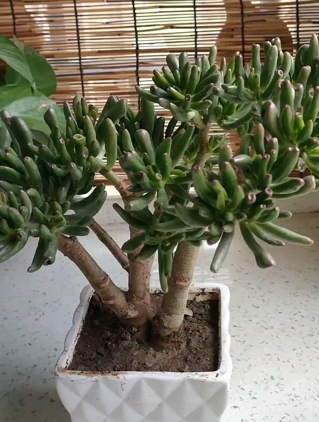 吸财树怎么养老桩?做好3步,快速成老桩