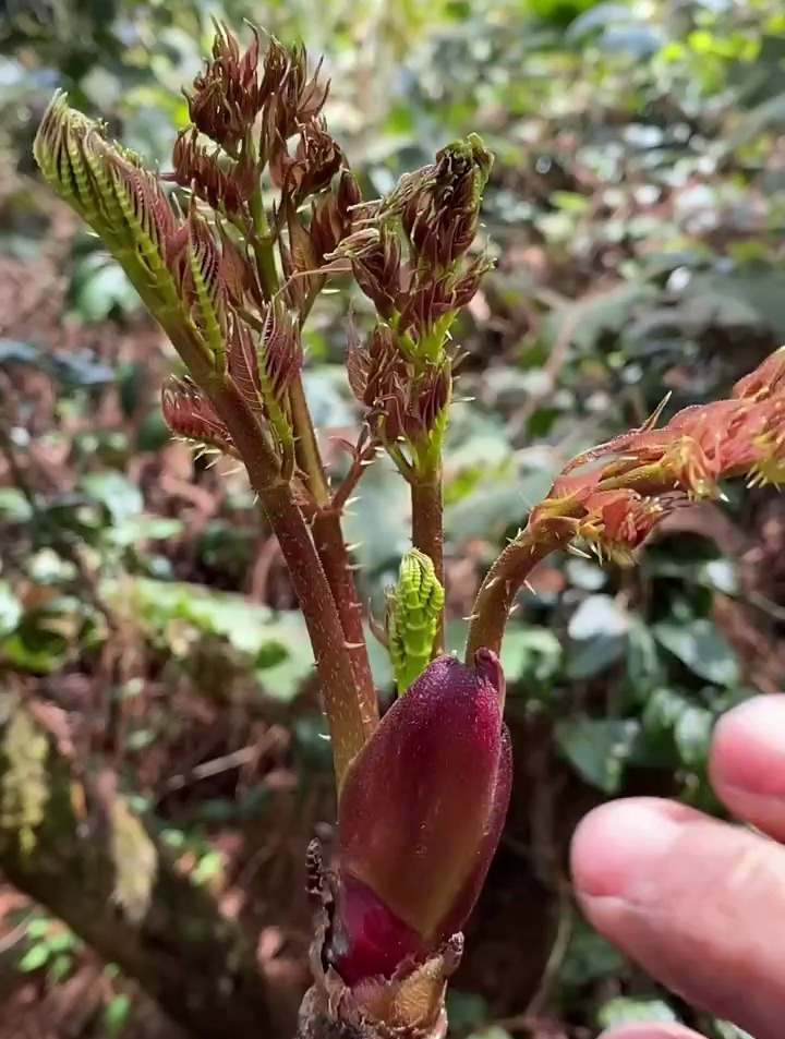 农村生活:云南刺头菜!