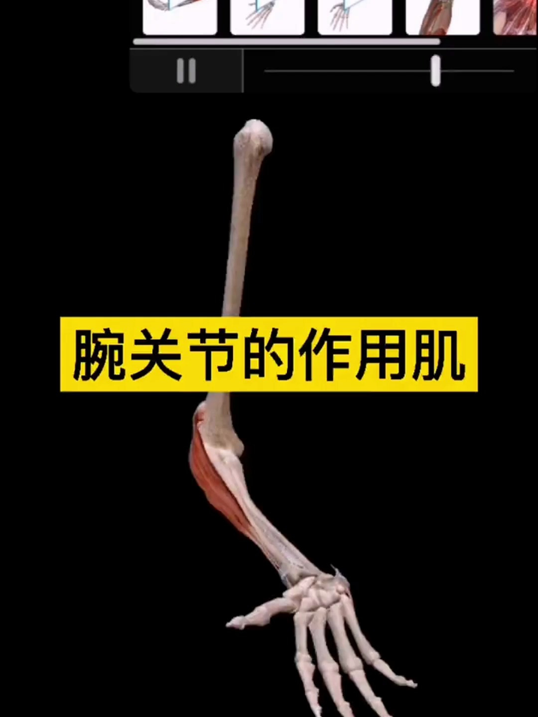 腕关节的作用肌群