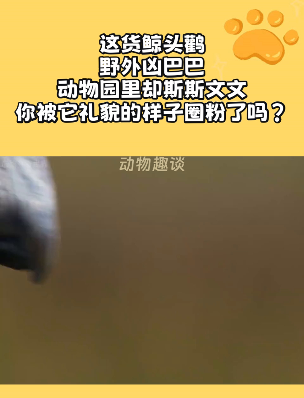 这货鲸头鹳,野外凶巴巴,动物园里却斯斯文文,你被它礼貌的样子圈粉了吗?