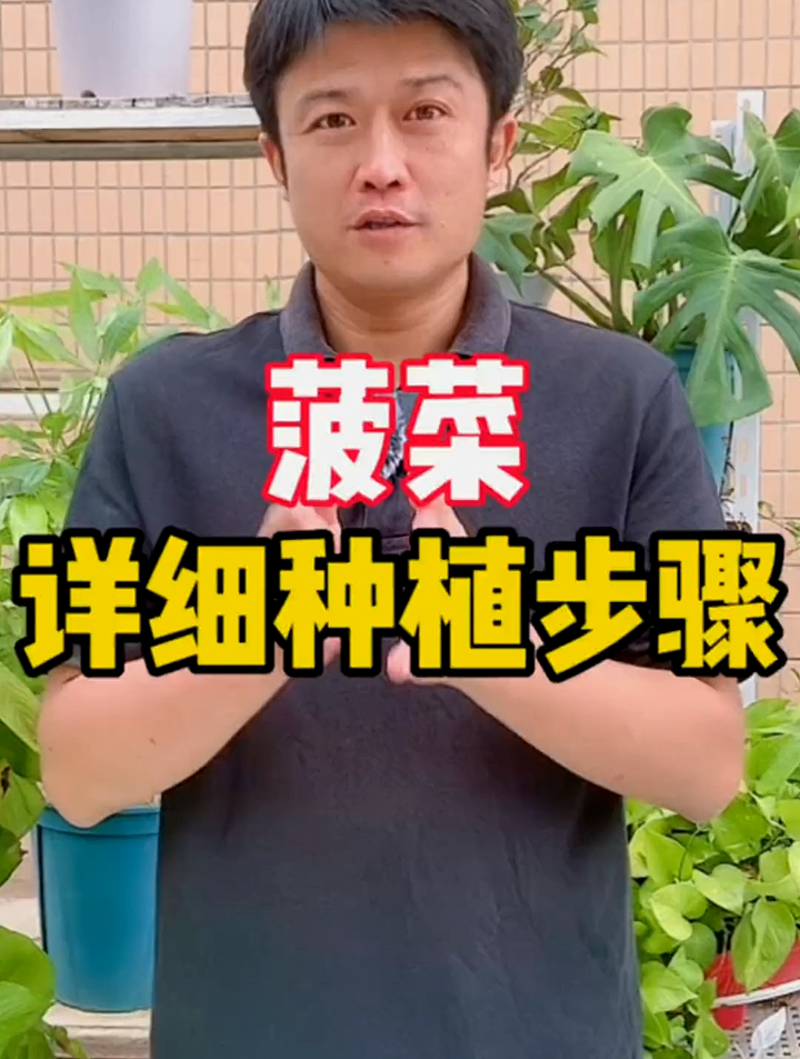 菠菜是冬天必不可少的叶子菜,现在种下去正好菠菜的详细种植方法