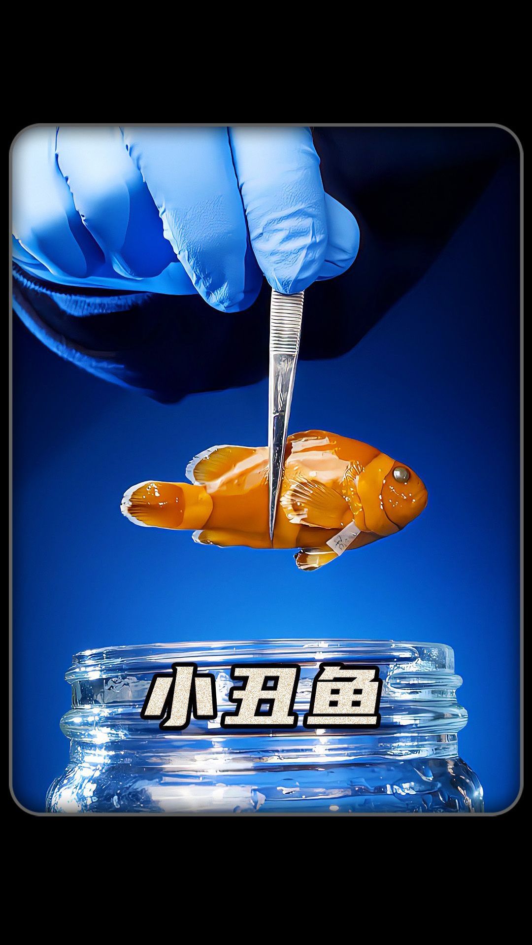 小丑鱼是怎么分辨公母的呢?