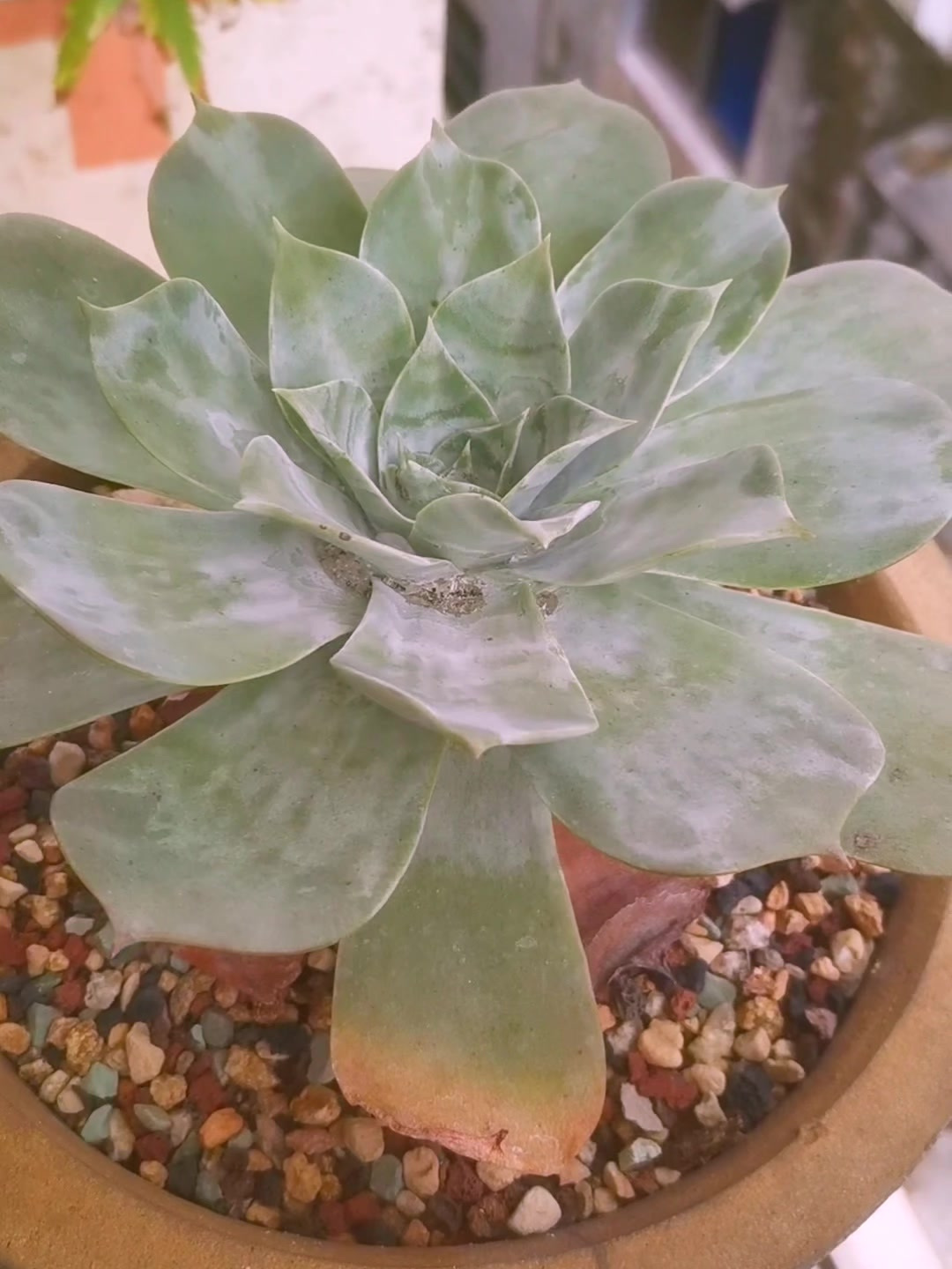 多肉雪山,果然盆足够大它才会变得很霸气!