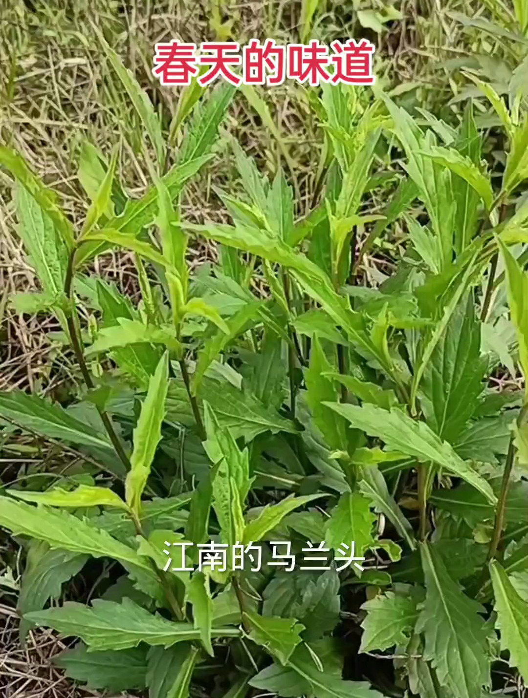 焯水后 马兰头马上投入凉水中降温 可以让颜色保持碧绿
