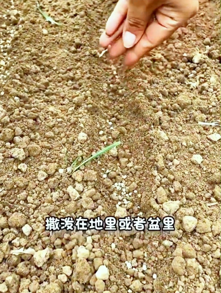 你不知道怎么种植香菜吗?3个技巧40度的高温也能3天发芽20天采收