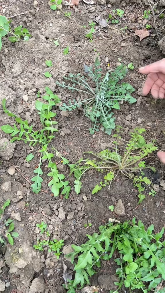 荠菜、黄鹌菜、泥胡菜长得很像,你分得清楚吗?