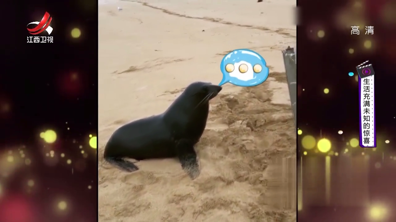 海边钓鱼总有意想不到的惊喜,大伙捞起一条鱼,还引出了一头海狮