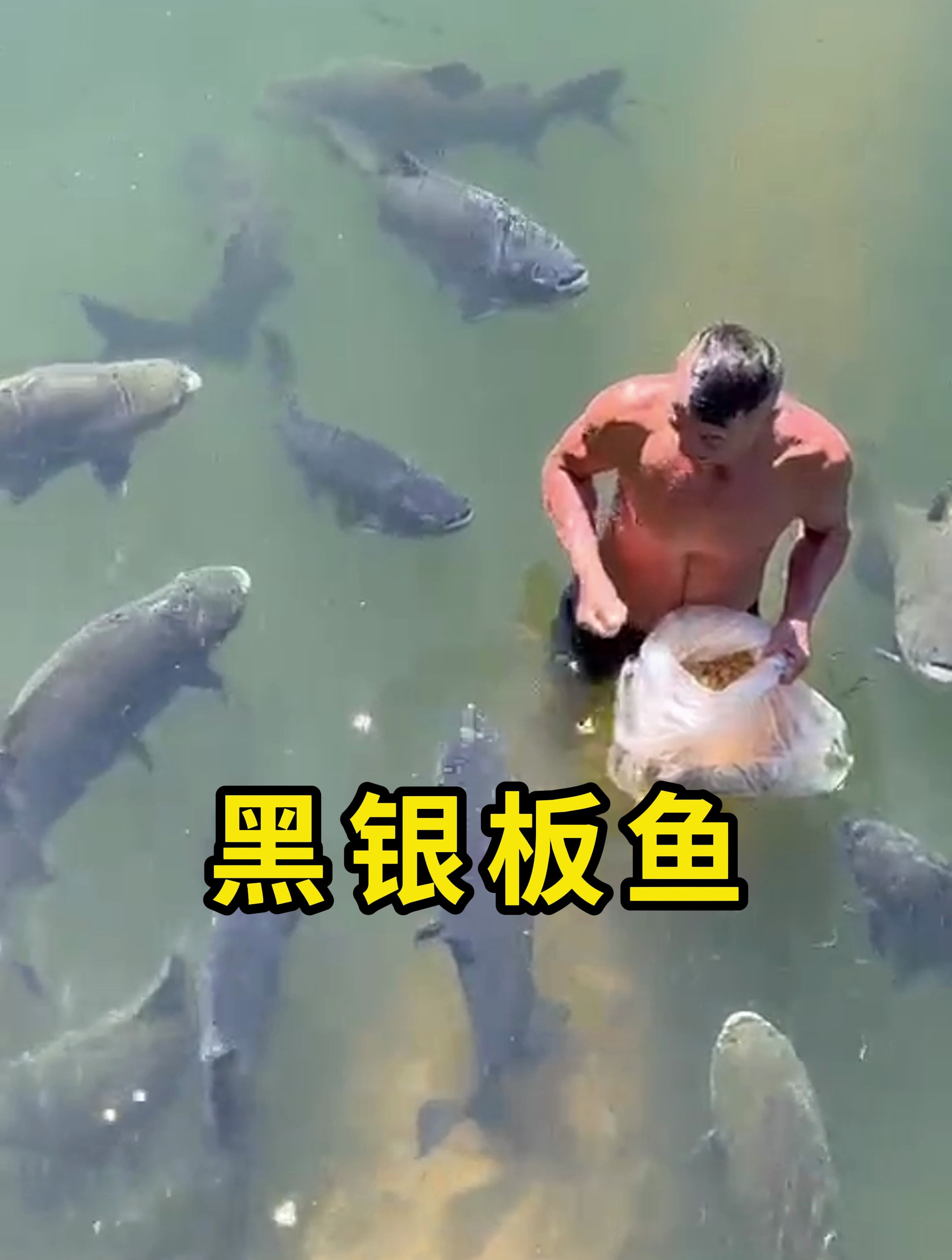 黑银版鱼,一种大型淡水鱼!