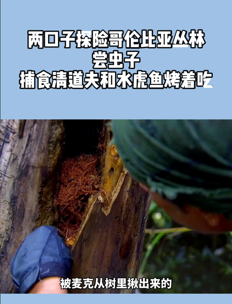 两口子探险哥伦比亚丛林,尝虫子,捕食清道夫和水虎鱼烤着吃