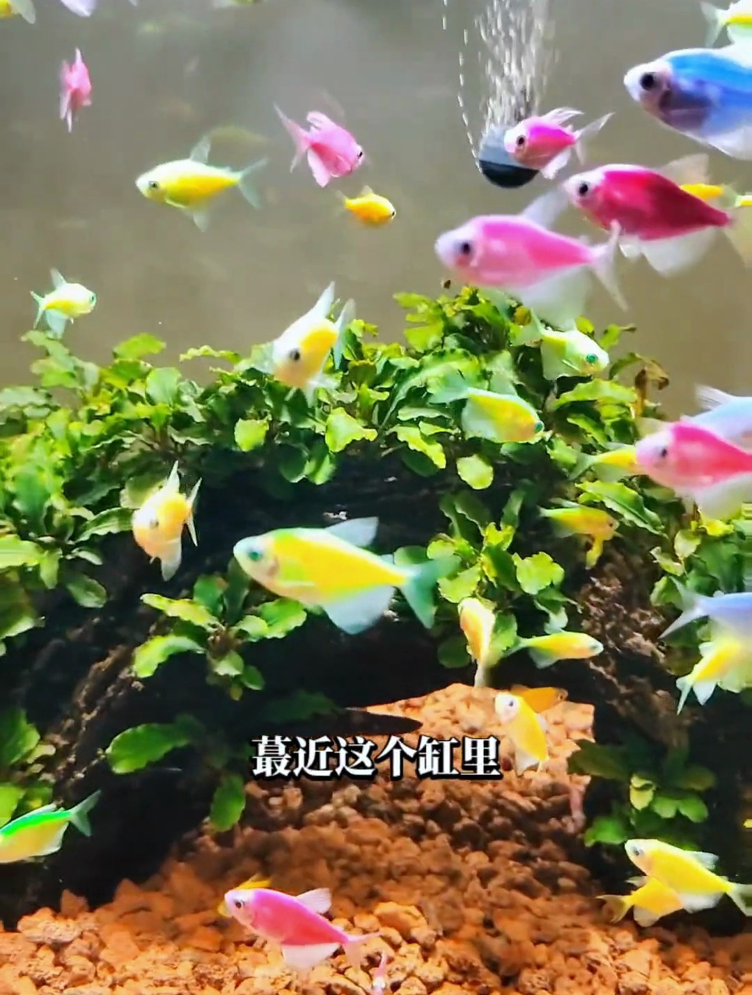 鱼缸莫名死鱼找不到原因?用试纸测一下水质!