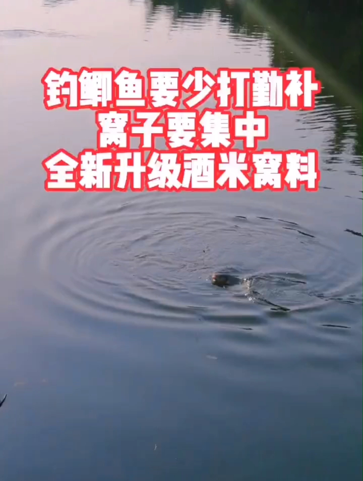 秋季钓鲫鱼,为何邓刚频频连竿你却老走空?这一点很重要