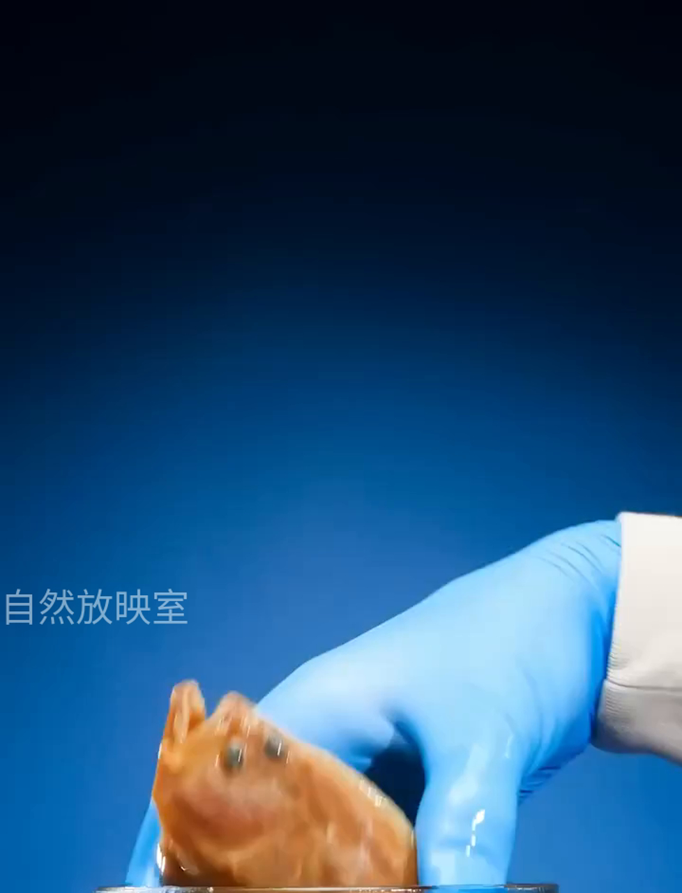 这鲽鱼的长相真够奇特的