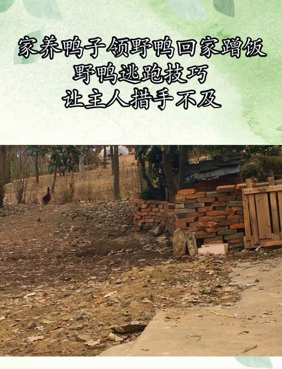 家养鸭子领野鸭回家蹭饭,野鸭逃跑技巧,让主人措手不及
