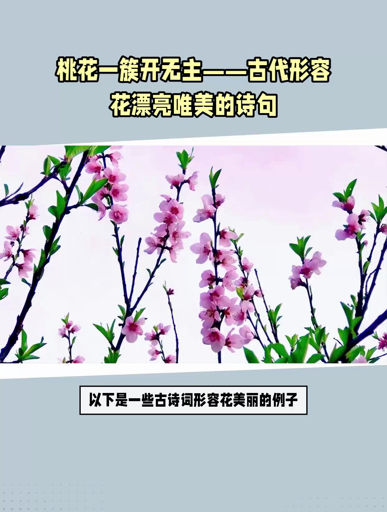 形容花漂亮唯美的古诗句有哪些