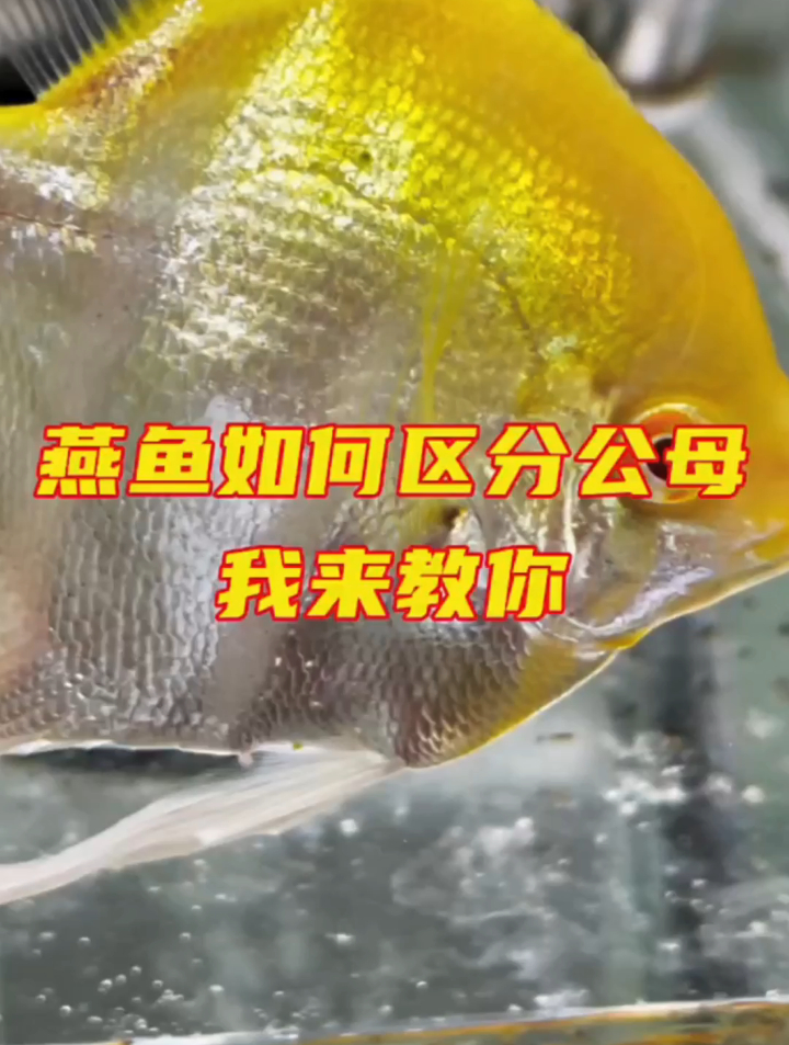 燕鱼如何区分公母?你也很好奇吧,让我带你看看鱼是怎样分公母的