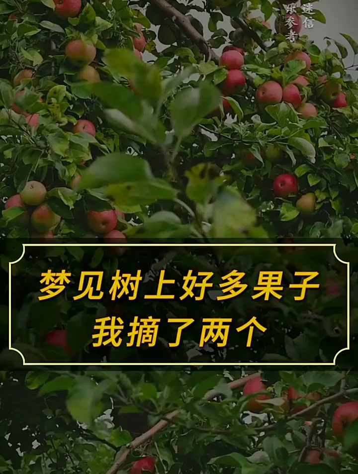 梦见树上好多果子我摘了两个,意味着什么?