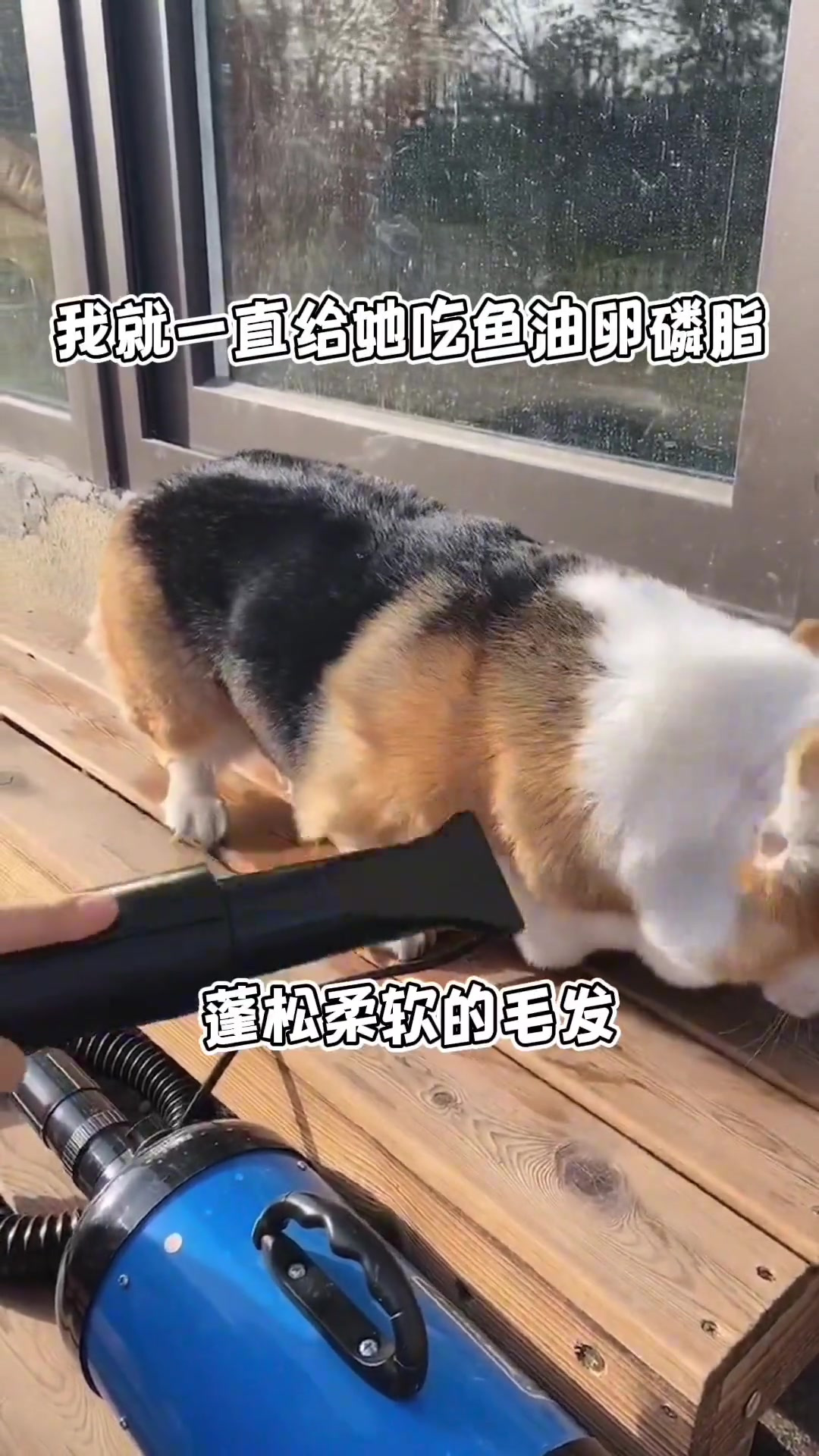 春季是柯基掉毛期,今年提前吃了鱼油、卵磷脂,都没有怎么掉毛