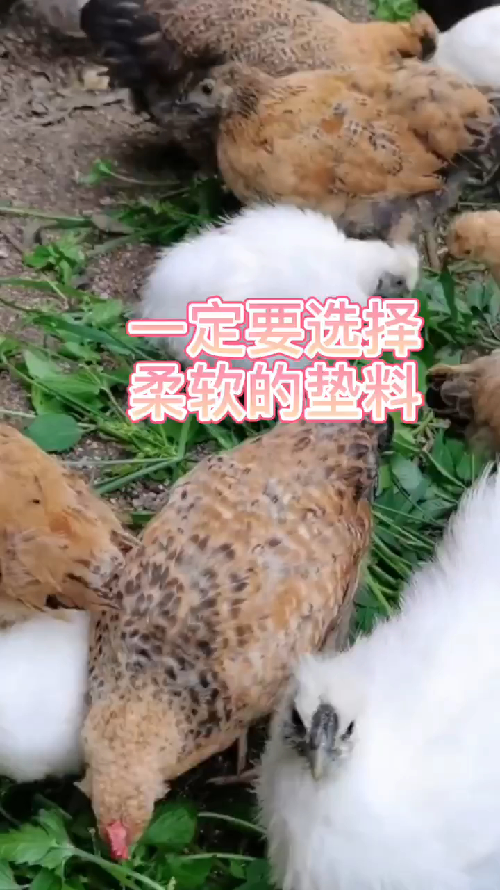 鸡突然瘫痪怎么办,小鸡跪着走路是怎么回事 雏鸡瘫痪症怎么办 鸡不能走路的原因