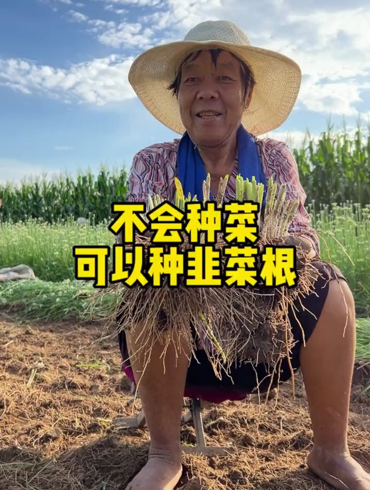 培育了大约一年的韭菜根来了,家人们种起来吧