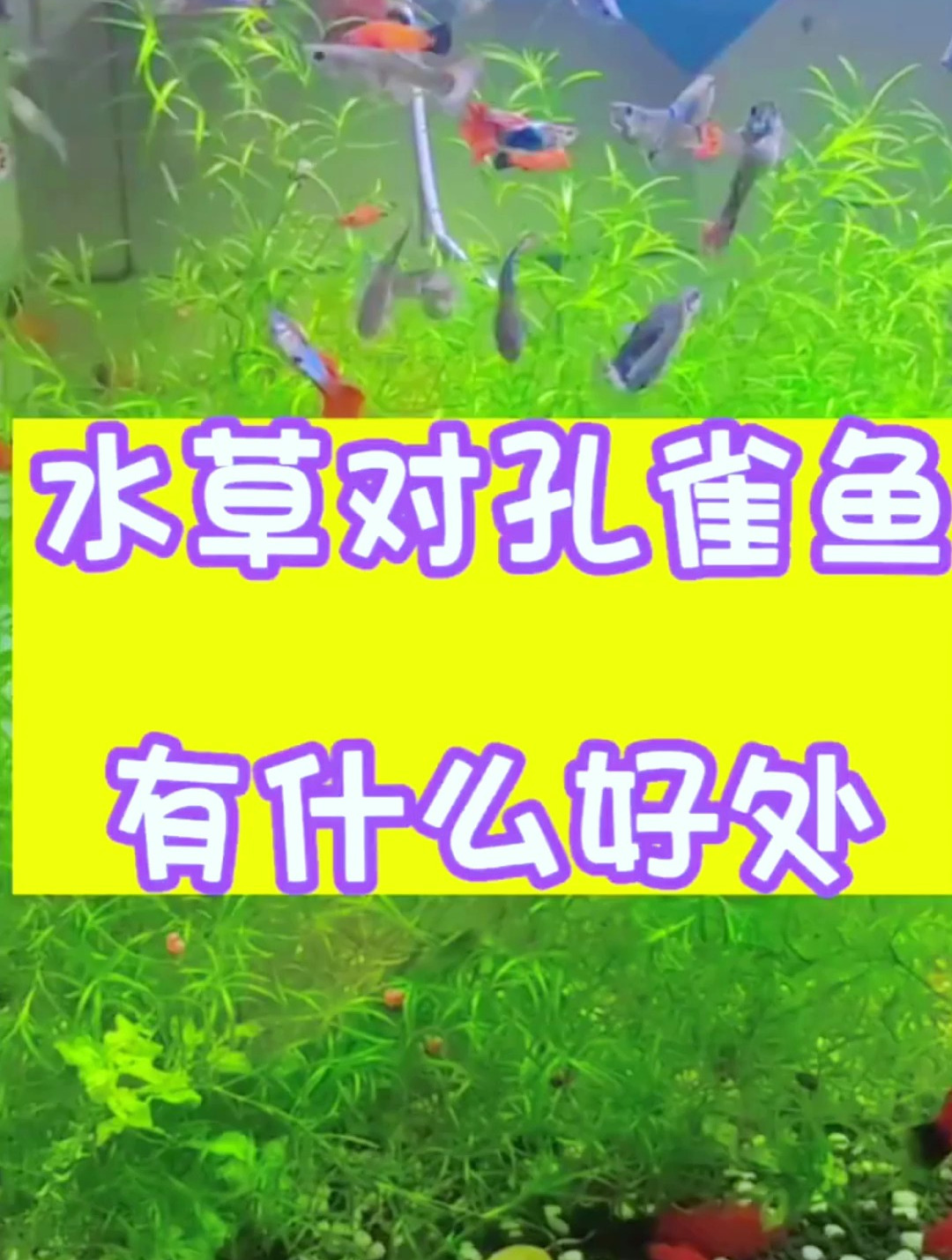 你知道水草对孔雀鱼有什么好处吗?长知识了!